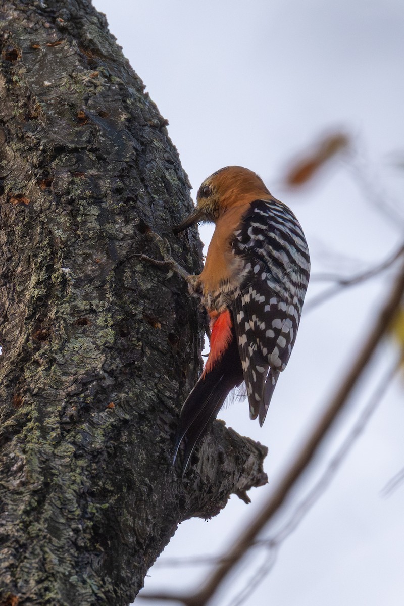 ferskenspett - ML646512324