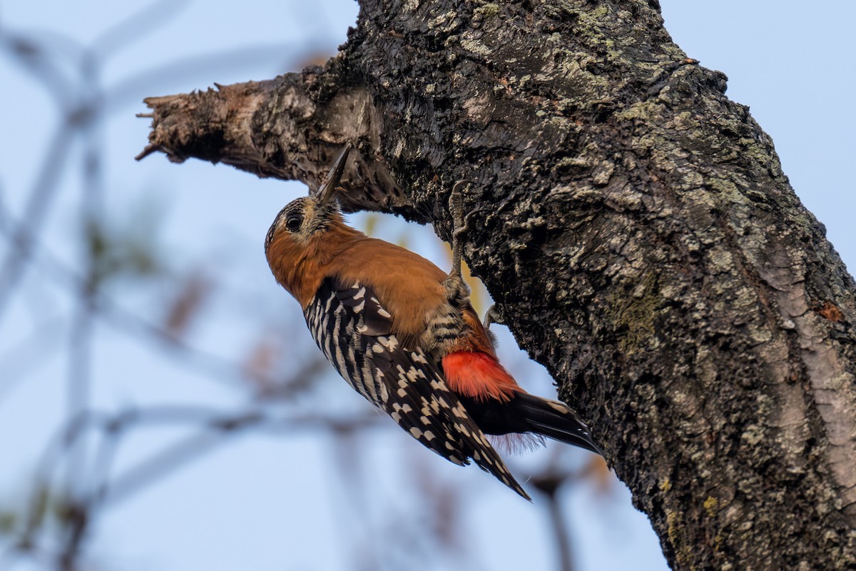 ferskenspett - ML646512325