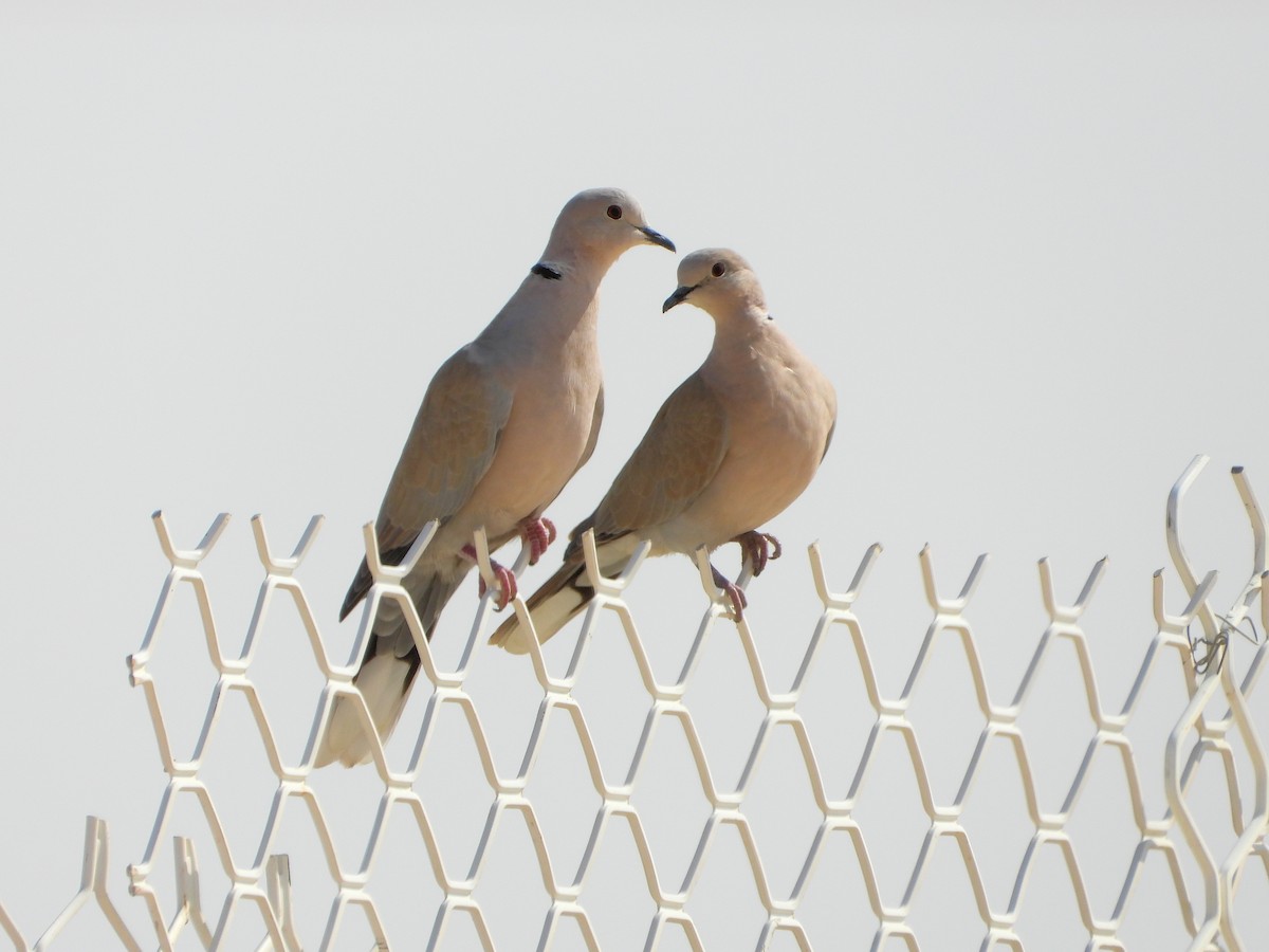African Collared-Dove - ML646512327