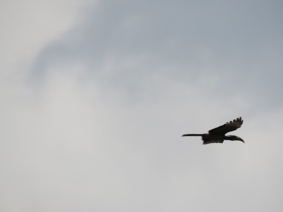 zoborožec rudozobý - ML646512331