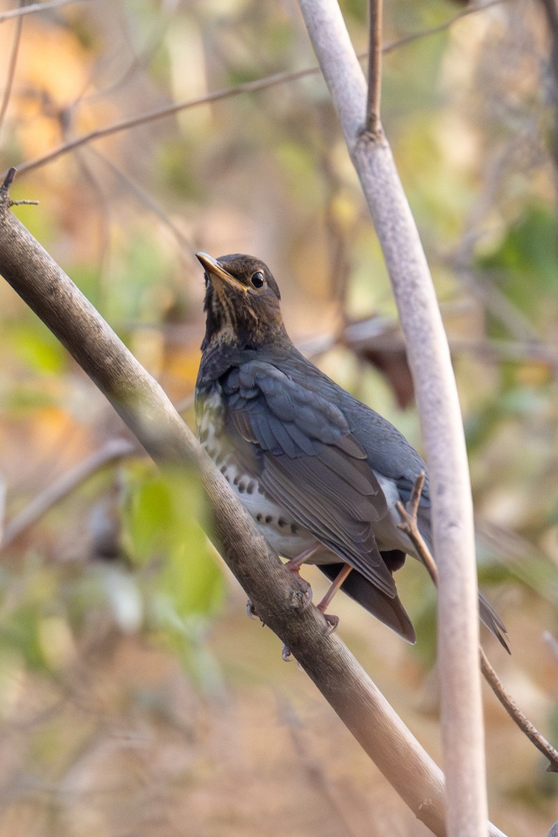 Japanese Thrush - ML646512332