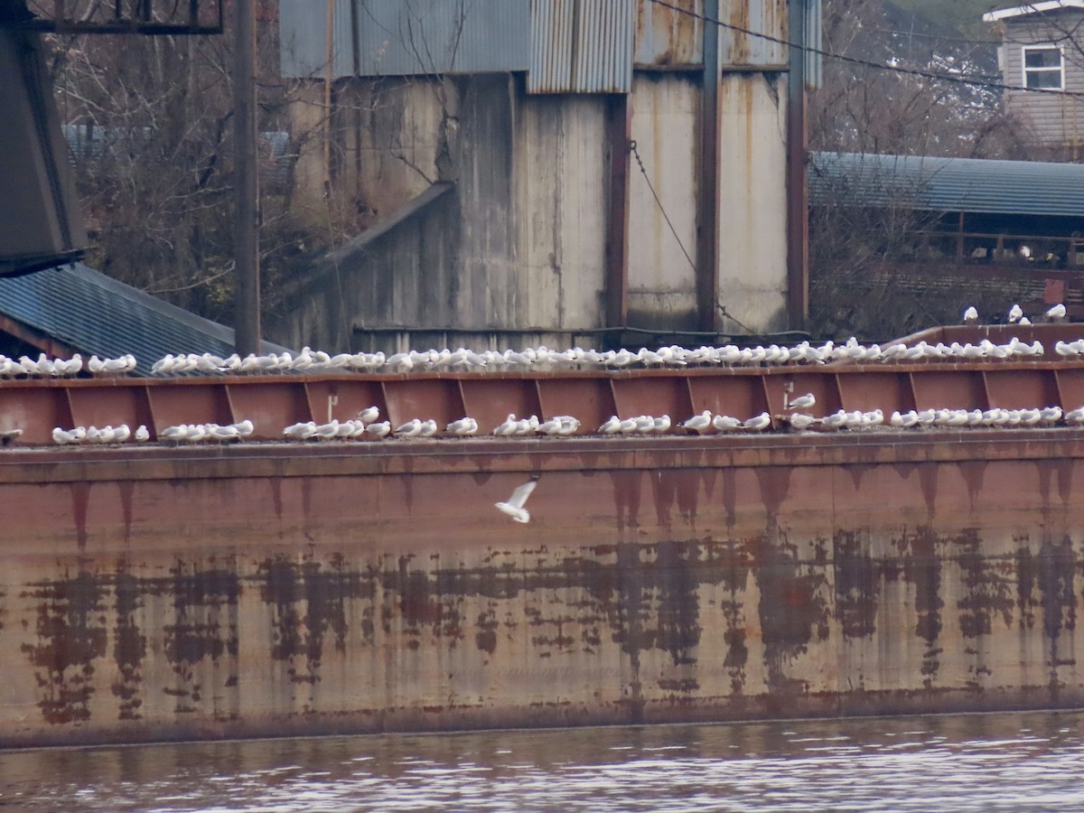 Ring-billed Gull - ML646512334