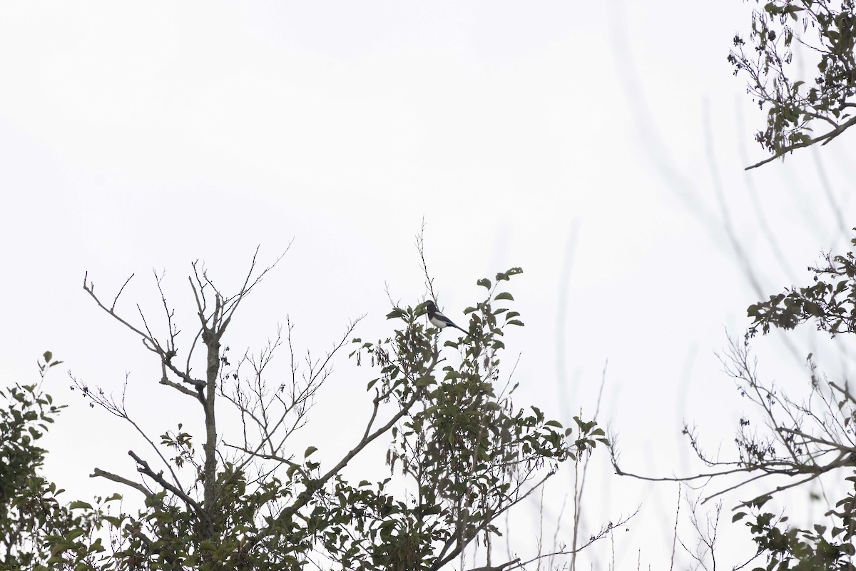 Сорока звичайна - ML646512337