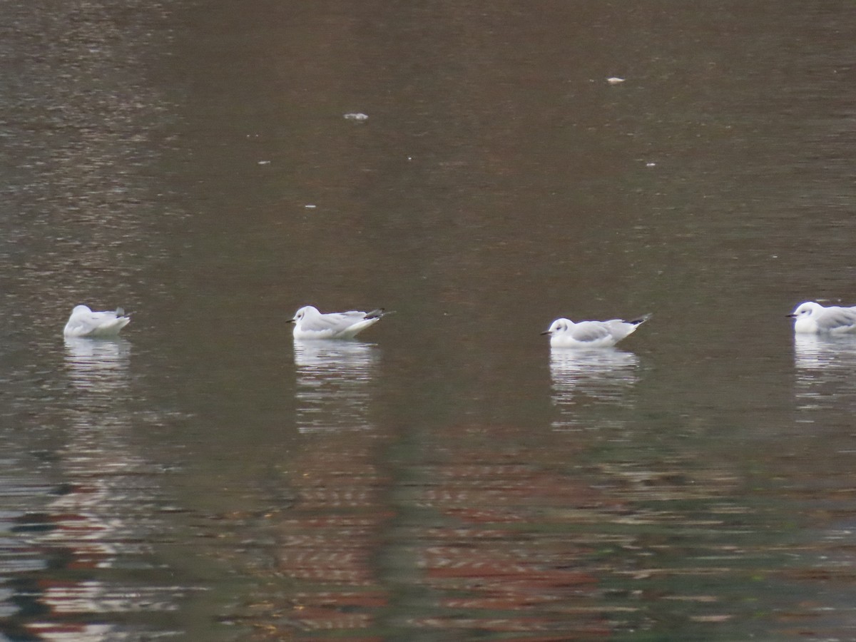 Bonaparte's Gull - ML646512340