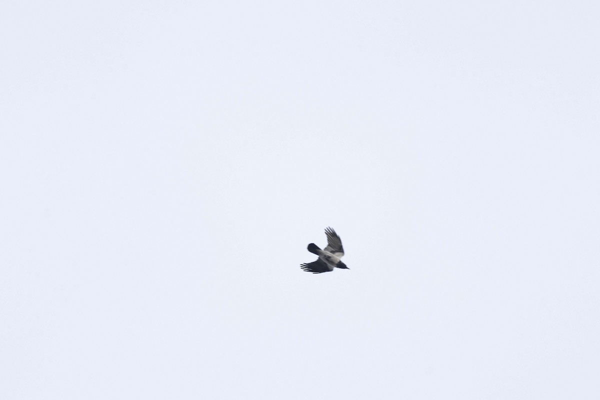 Ворона сіра - ML646512341