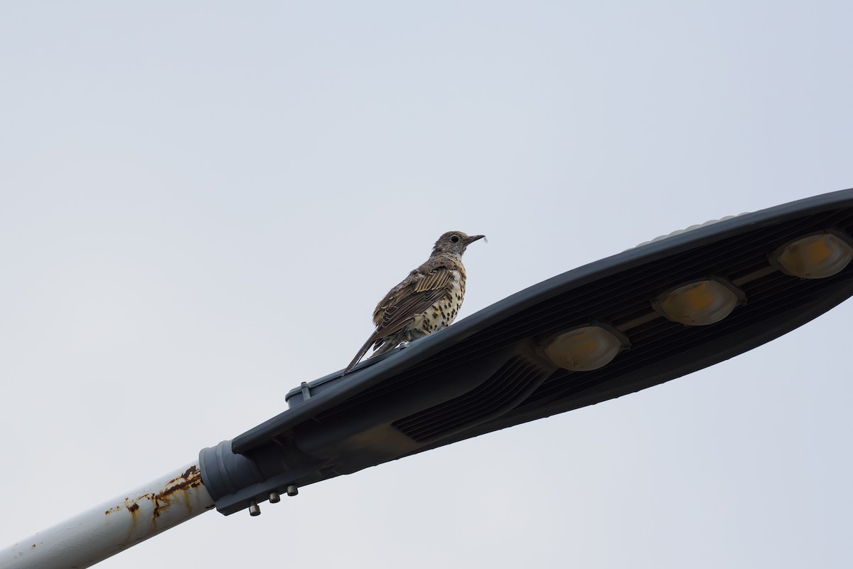 Mistle Thrush - ML646512342