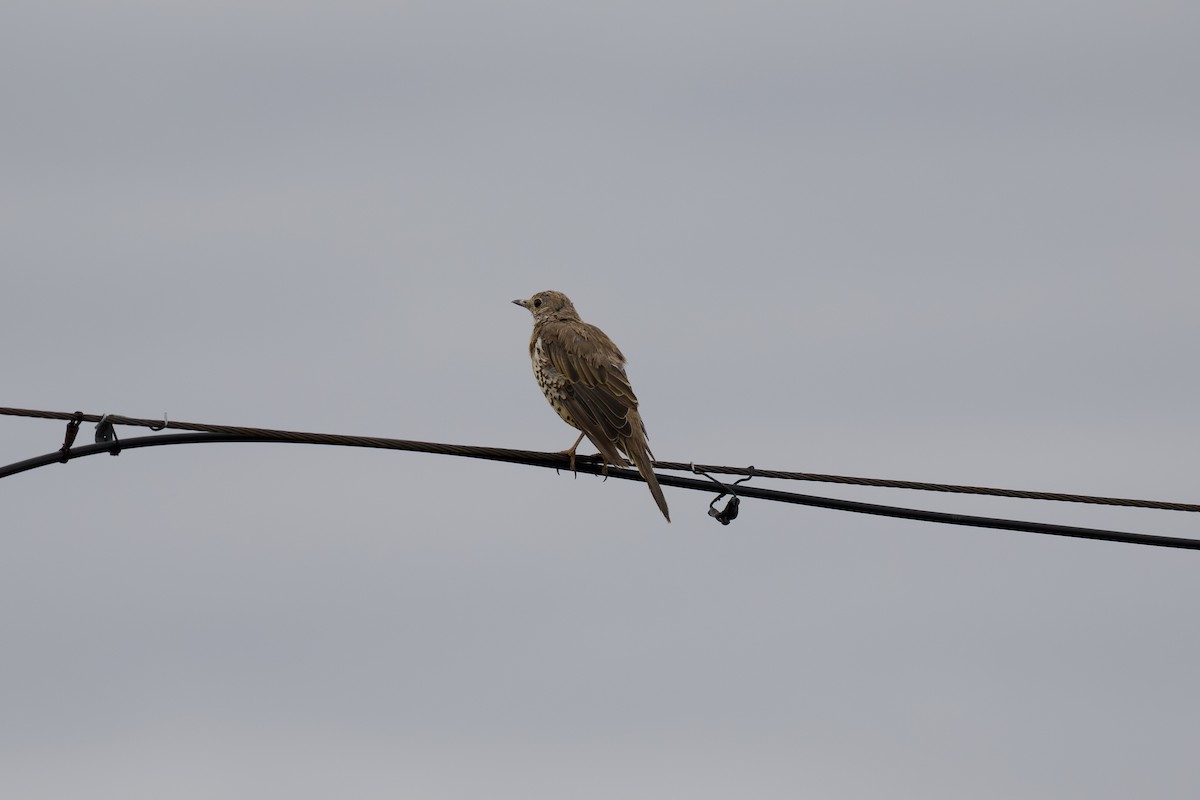 Mistle Thrush - ML646512343