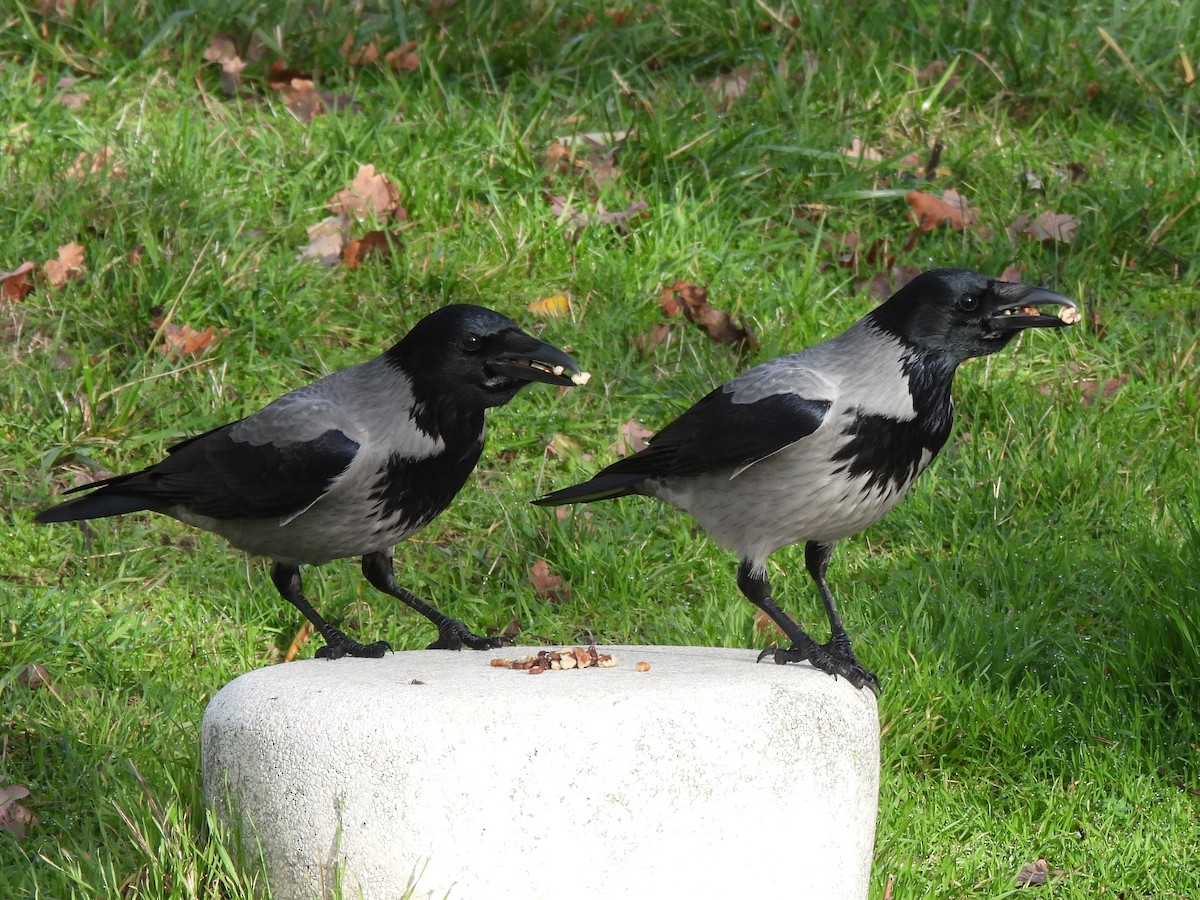 עורב אפור - ML646512345