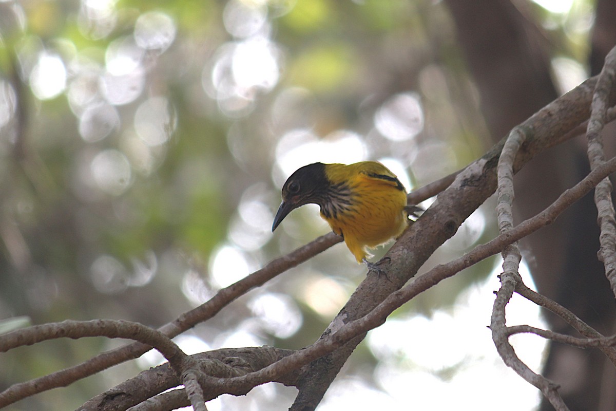 Black-hooded Oriole - ML646512347