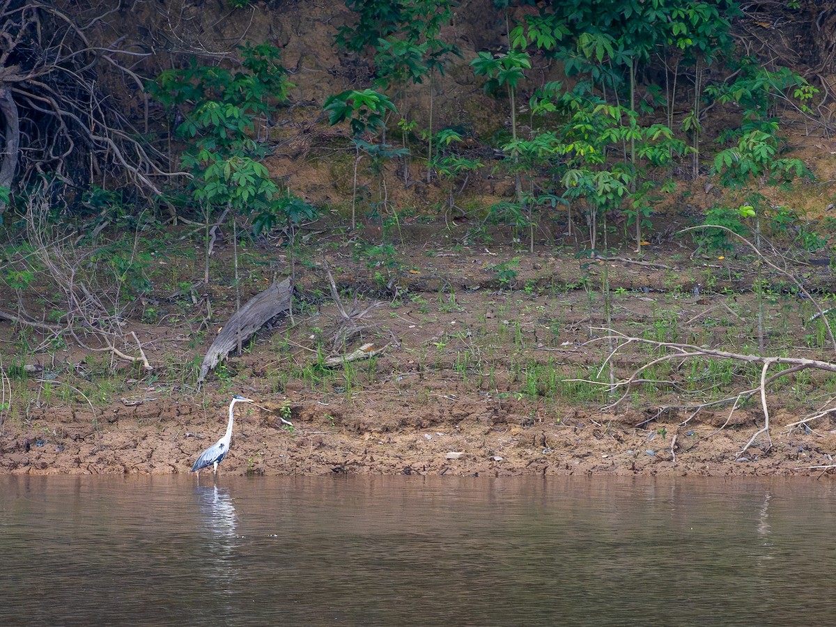 Cocoi Heron - ML646512348