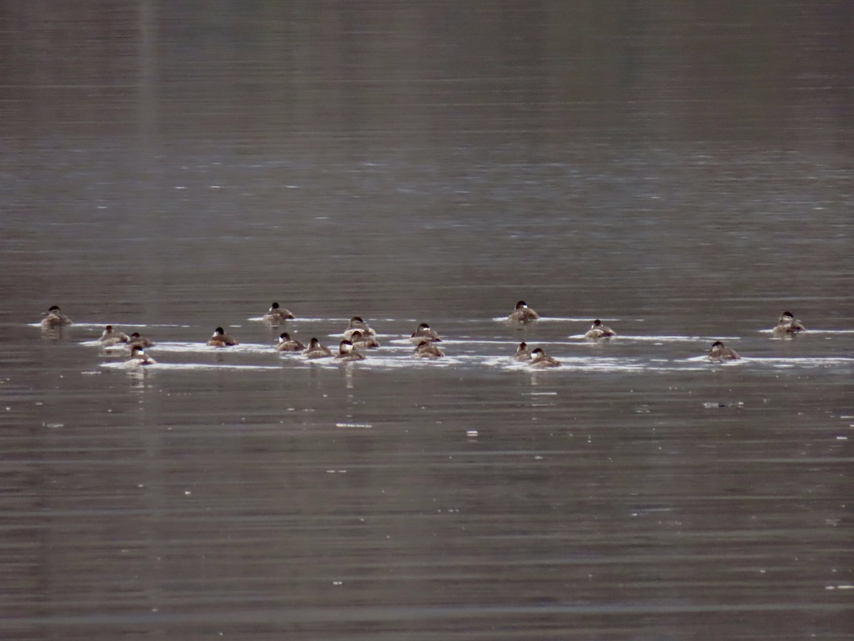 Ruddy Duck - ML646512349