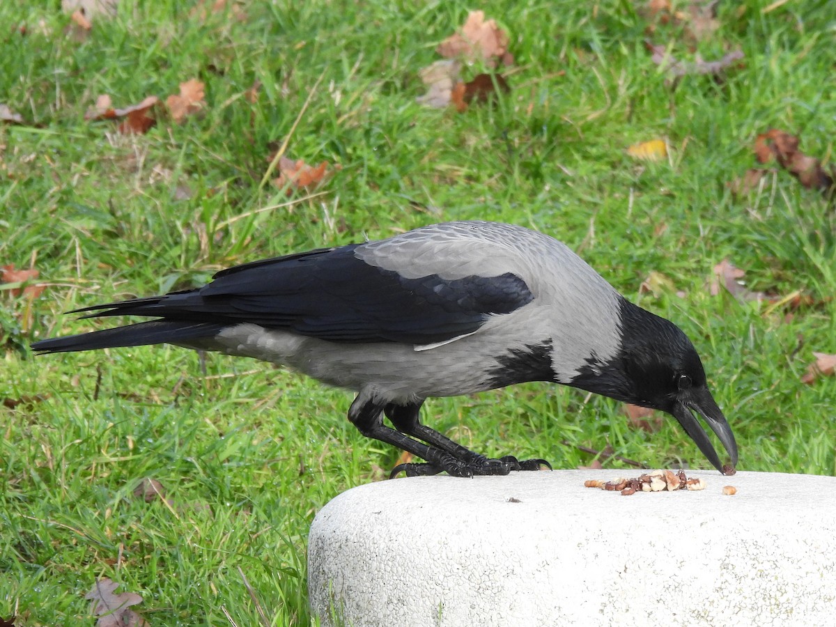עורב אפור - ML646512352
