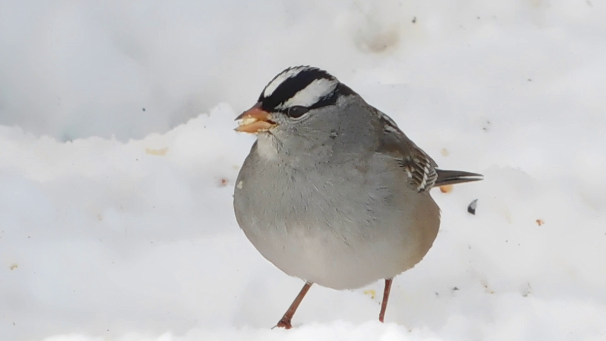 White-crowned Sparrow (leucophrys) - ML646512354