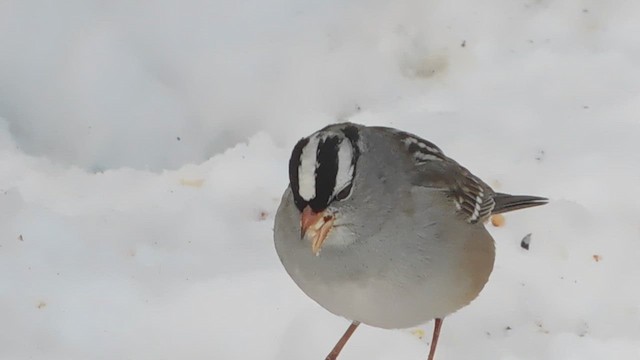 Chingolo Coroniblanco (leucophrys) - ML646512355