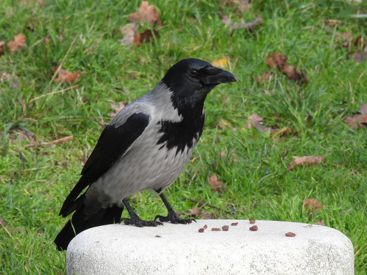 עורב אפור - ML646512359