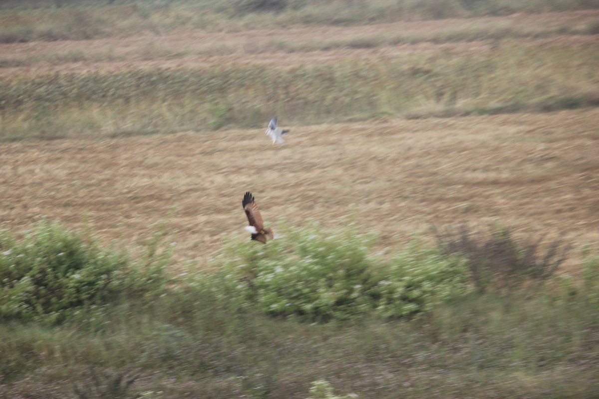 Brahminy Kite - ML646512361