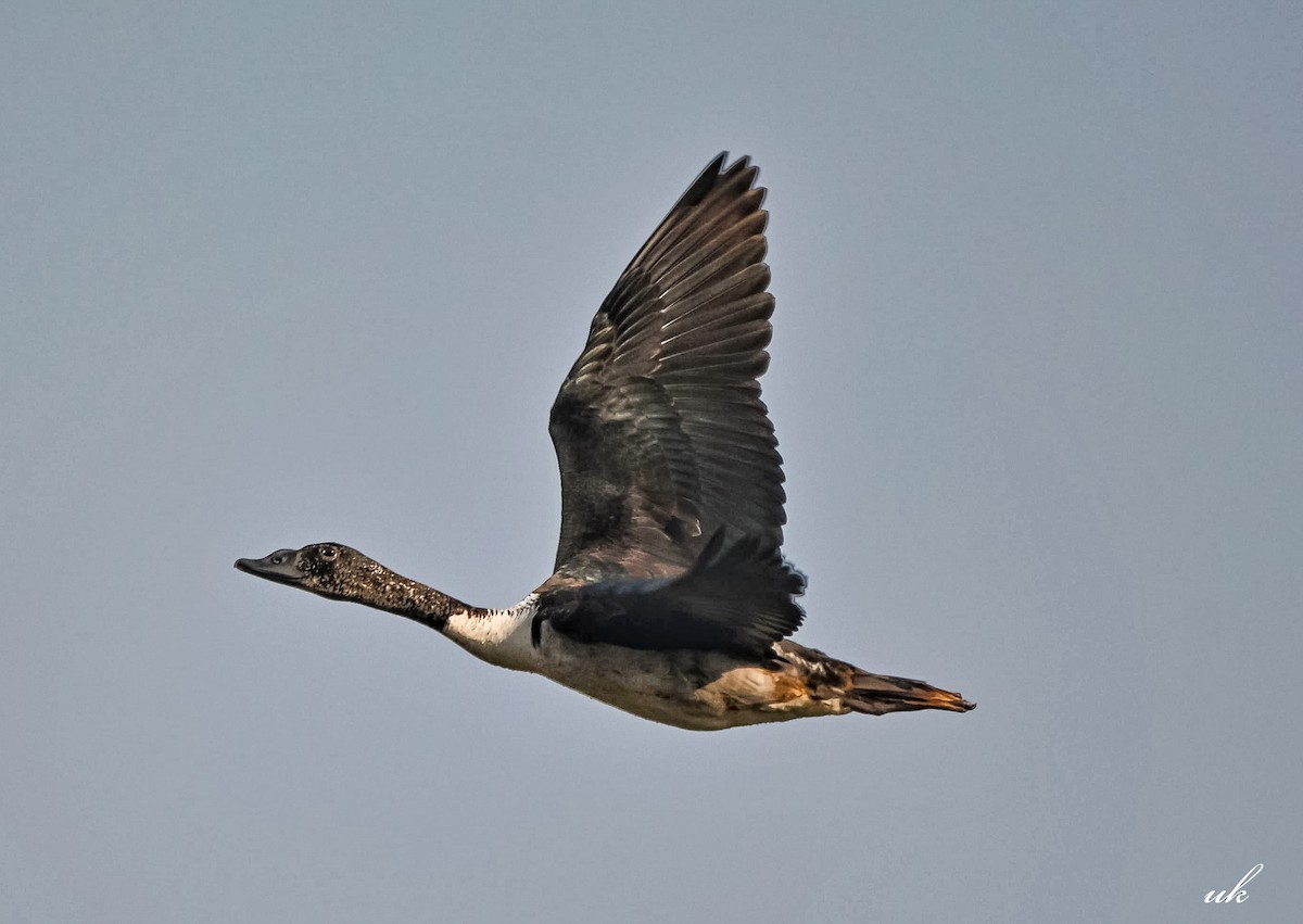Knob-billed Duck - ML646512362
