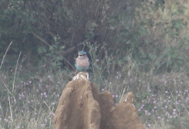 Indian Roller - ML646512367