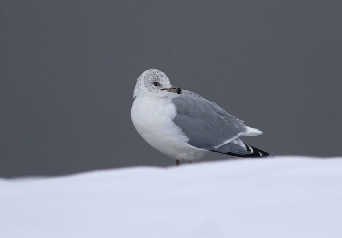 Ring-billed Gull - ML646512370