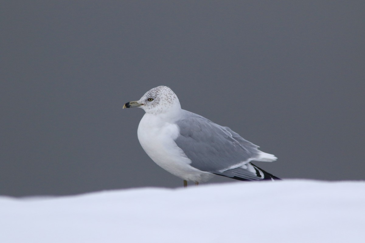 Ring-billed Gull - ML646512371