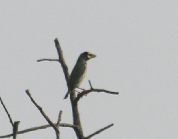 Coppersmith Barbet - ML646512373