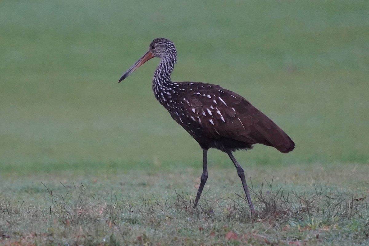 kurlan chřástalovitý - ML646512376