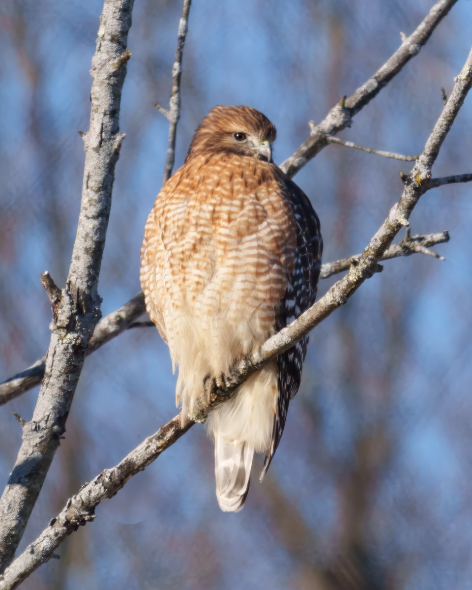 Red-shouldered Hawk - ML646512378
