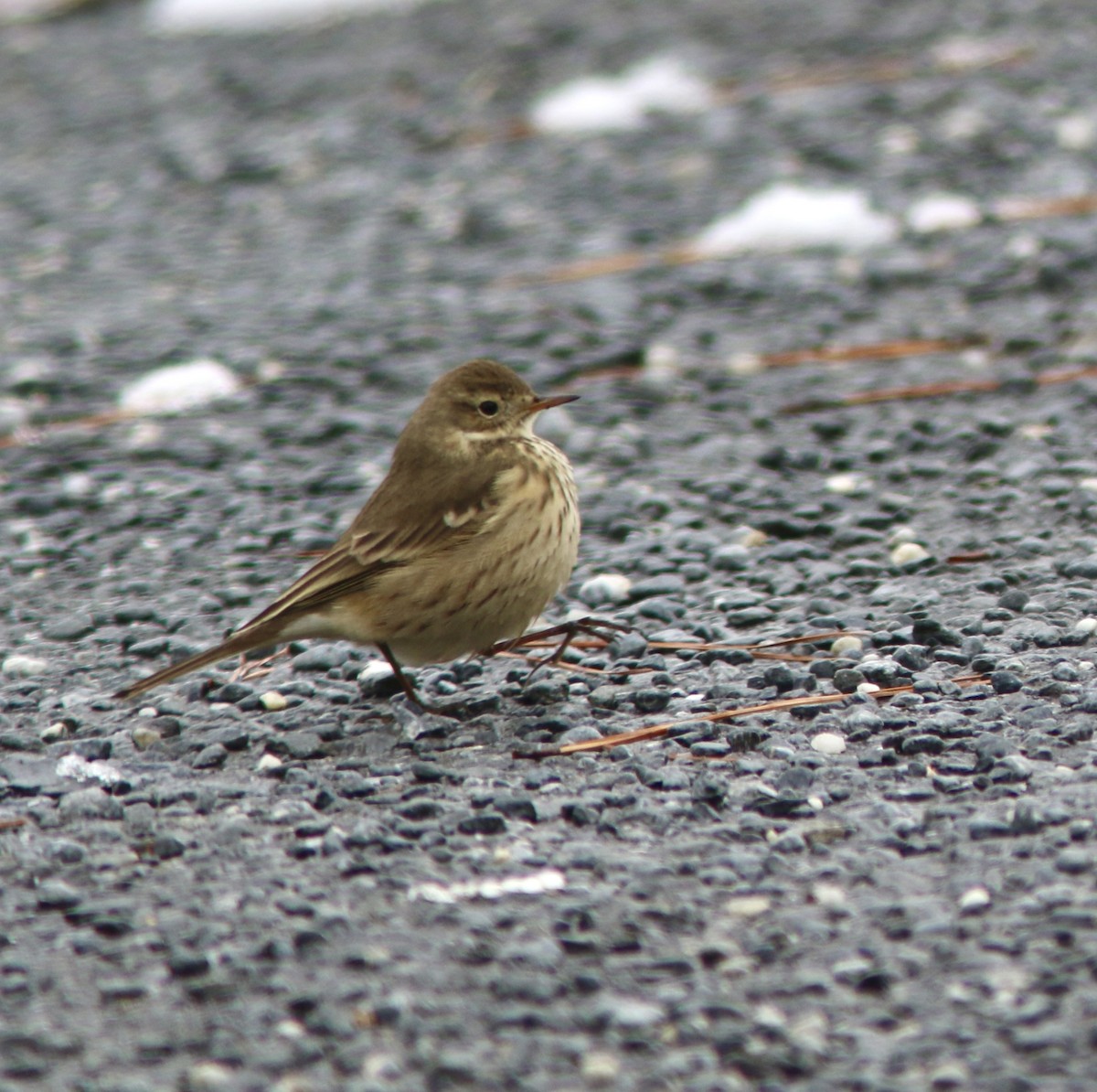 American Pipit - ML646512380