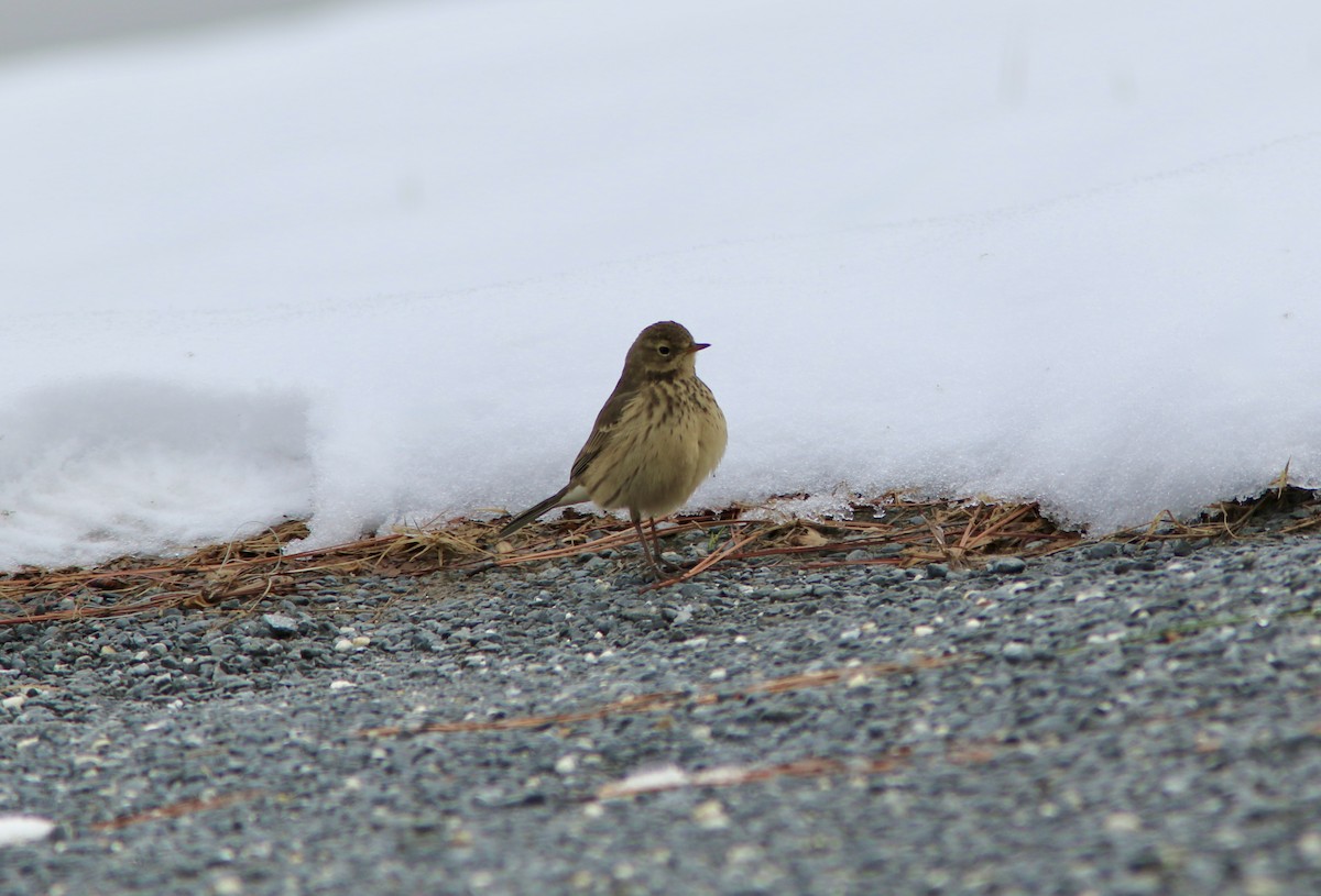 American Pipit - ML646512381