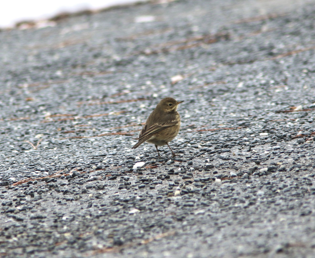 American Pipit - ML646512382