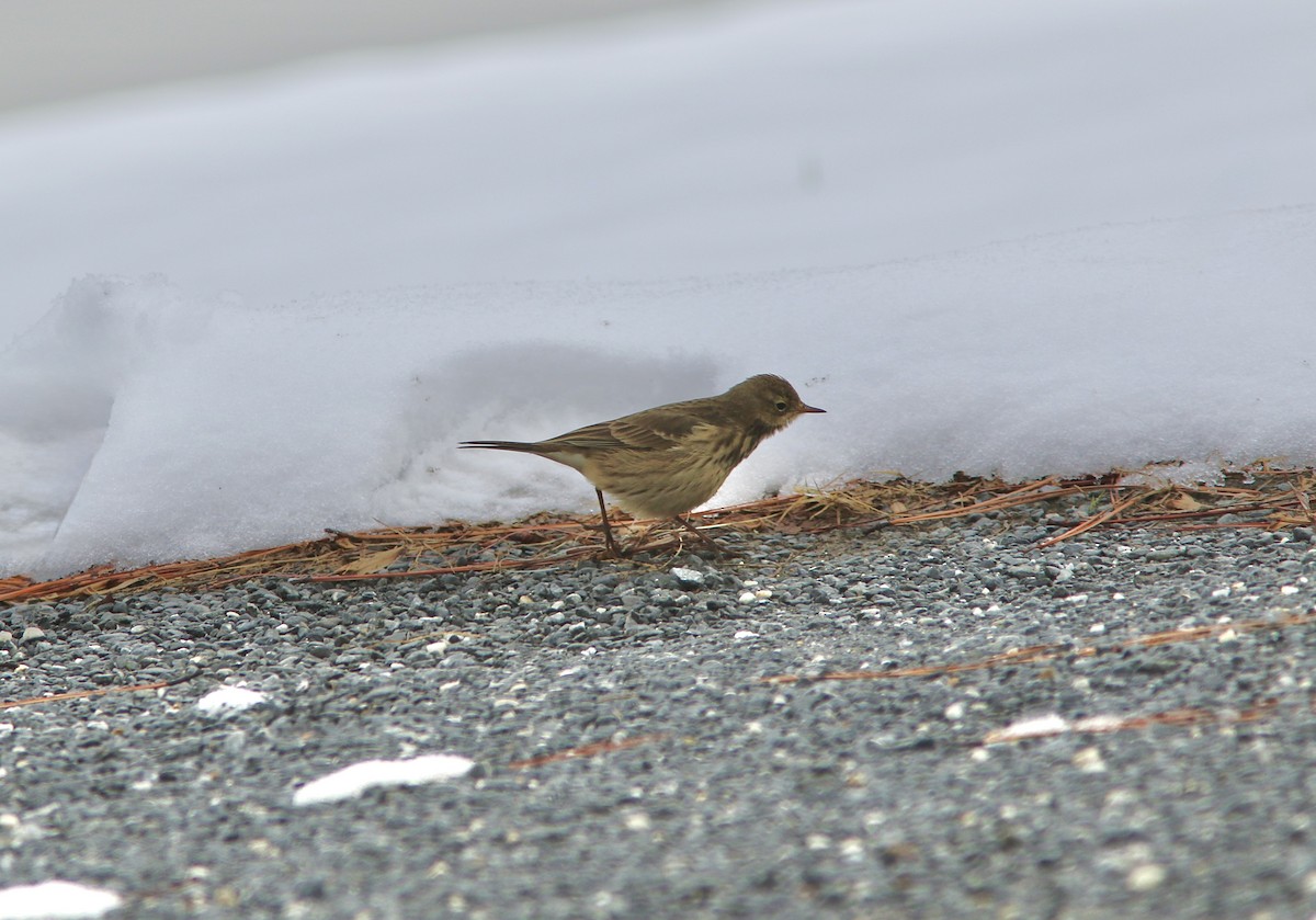 American Pipit - ML646512383