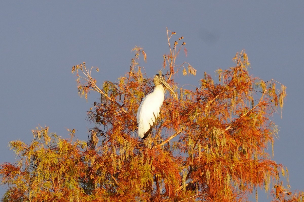 Tántalo Americano - ML646512384