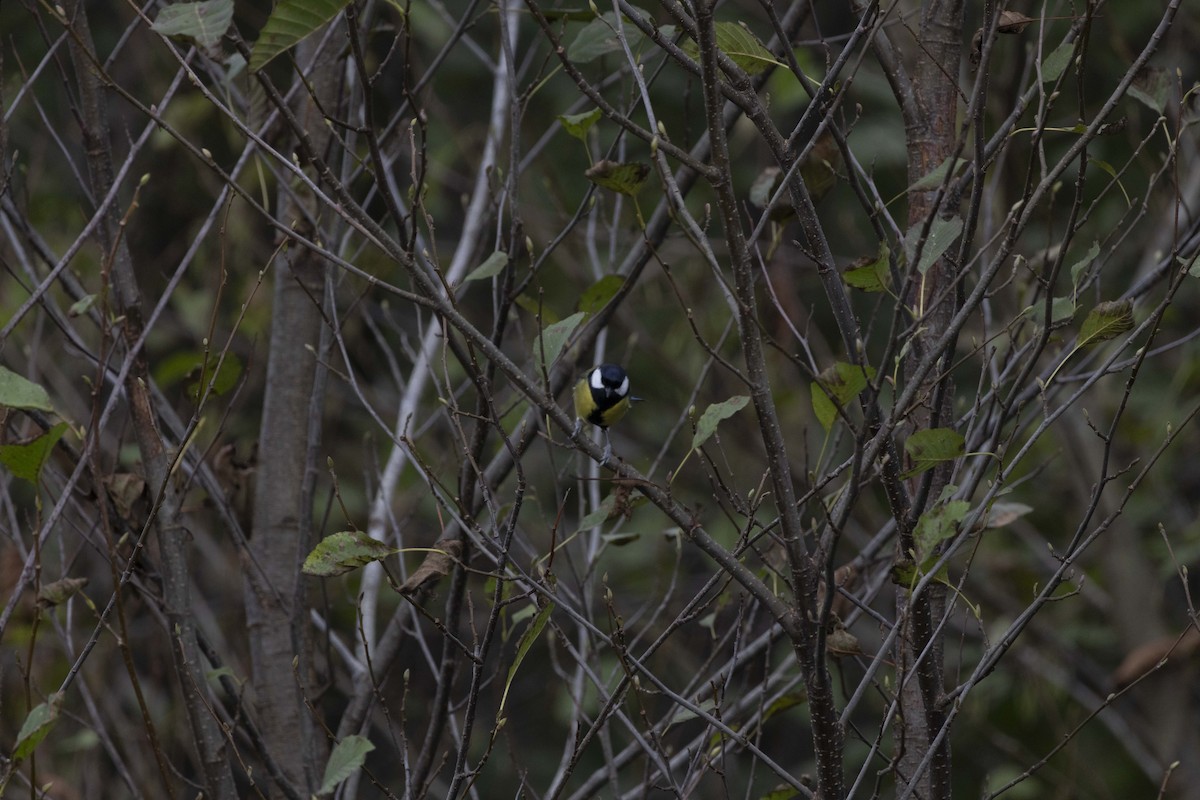 Синиця велика - ML646512392