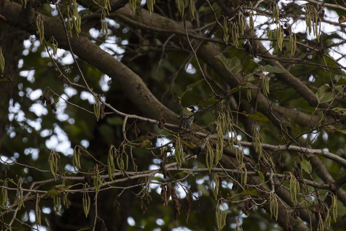 Синиця велика - ML646512393