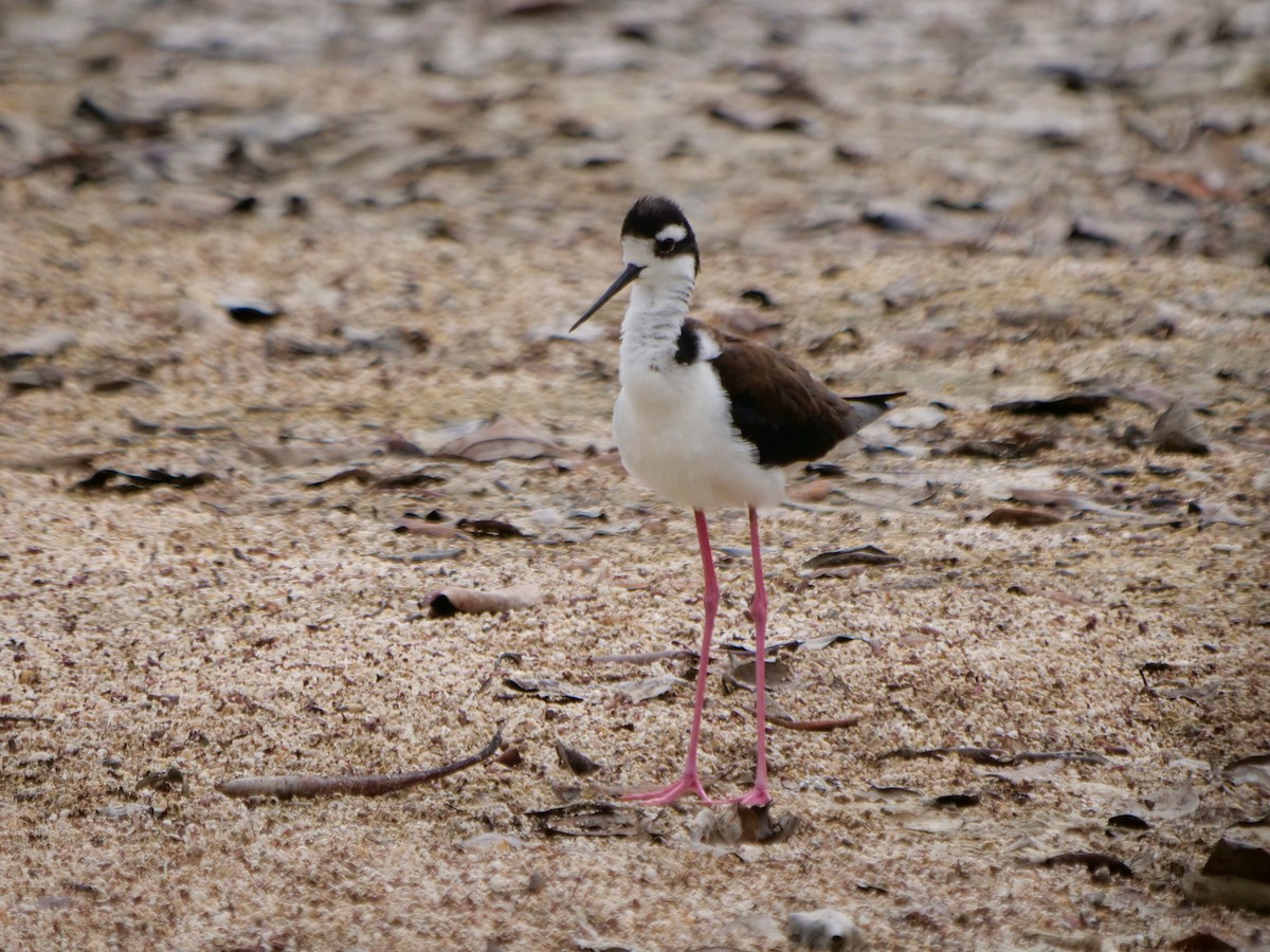 Cigüeñuela Cuellinegra - ML646512394