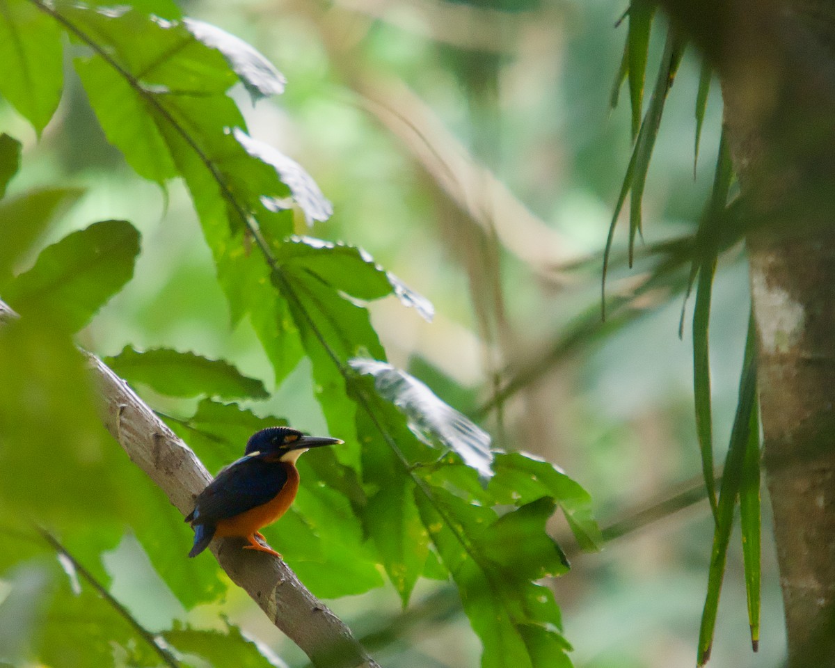 Blue-eared Kingfisher - ML646512395