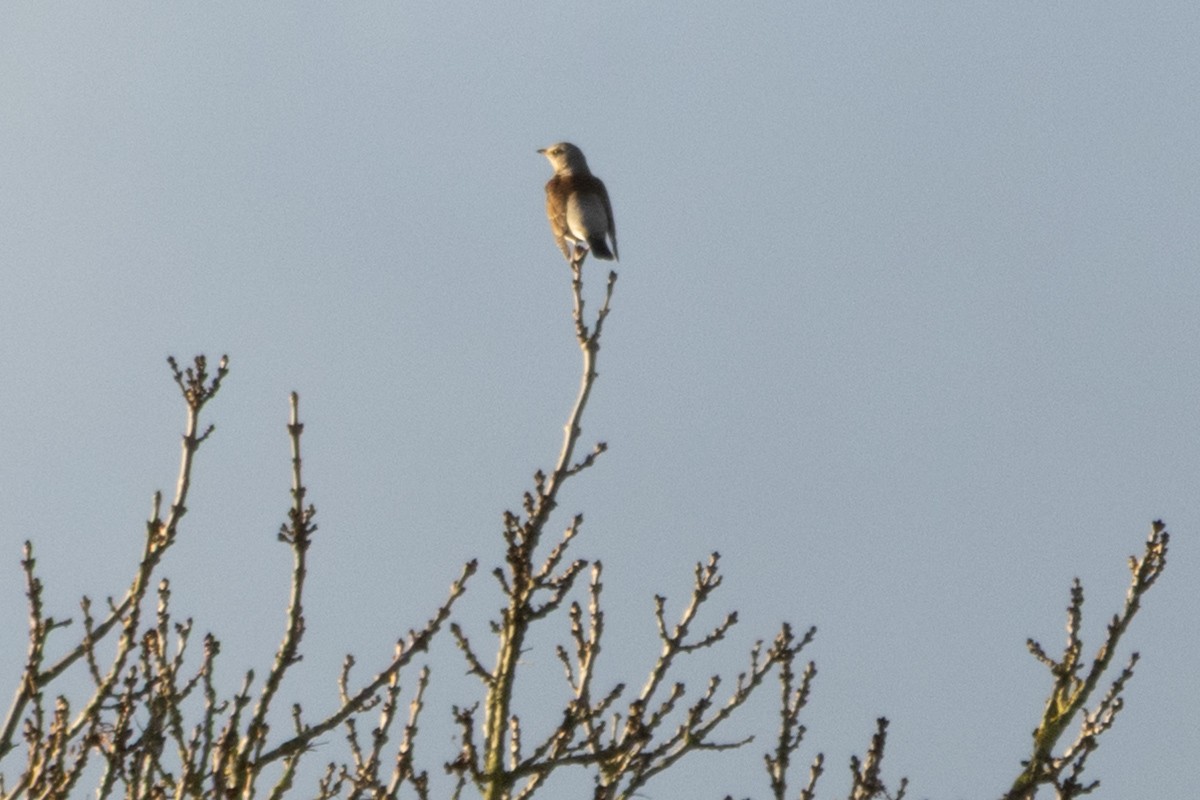 Fieldfare - ML646512396