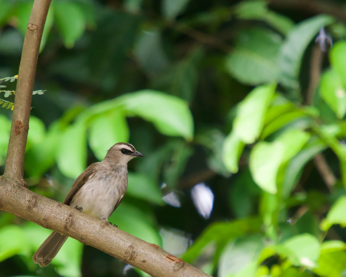 Yellow-vented Bulbul - ML646512398
