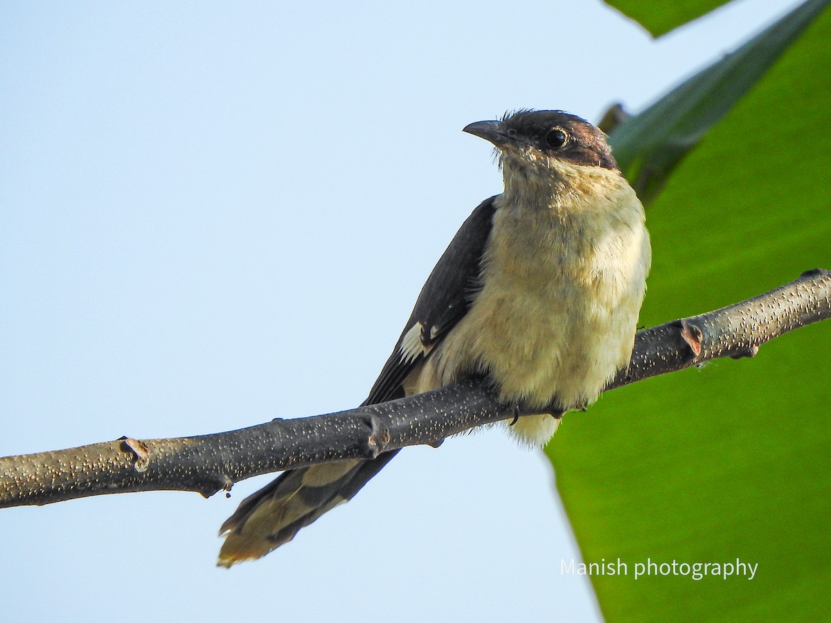 Tepeli Alaca Guguk - ML646512399