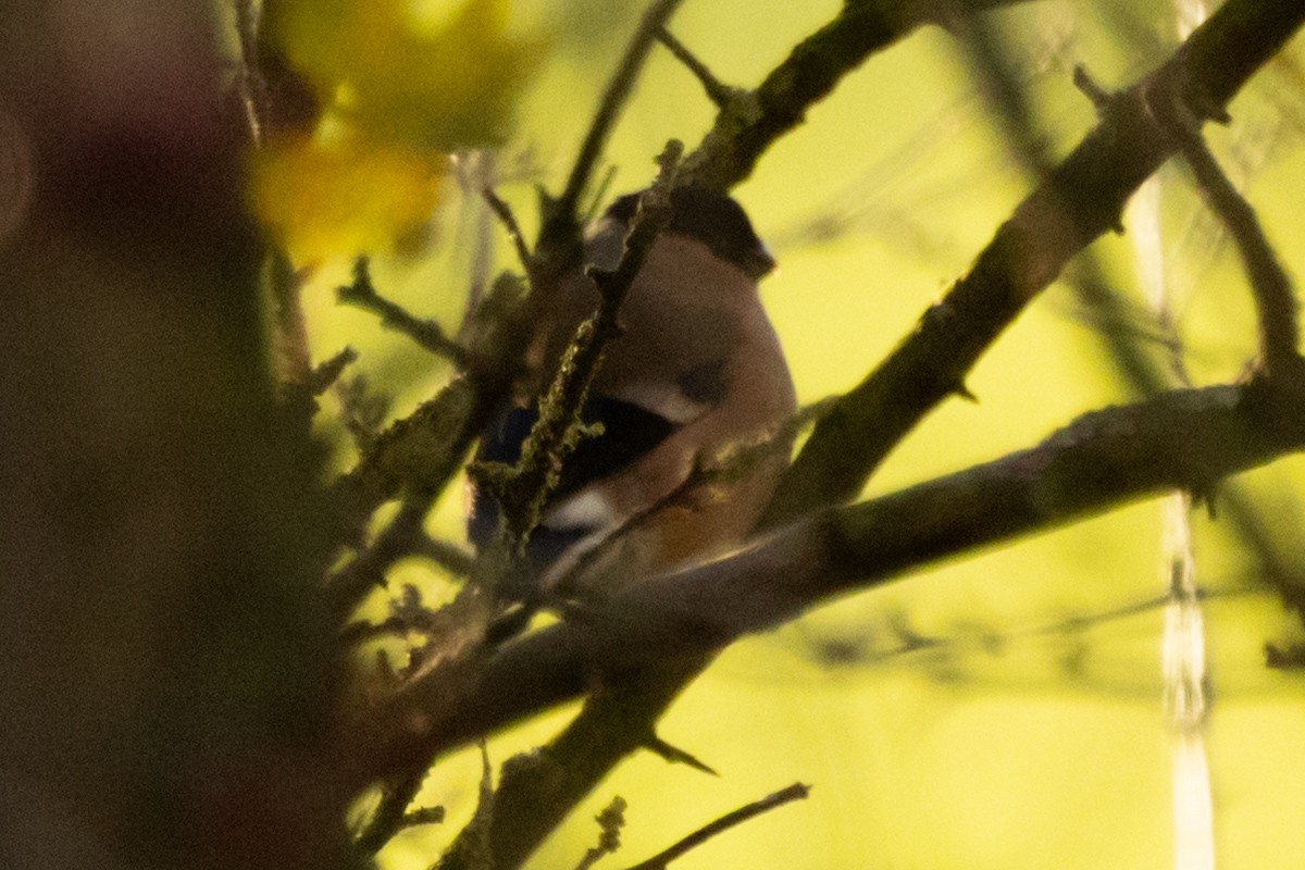 Eurasian Bullfinch - ML646512400