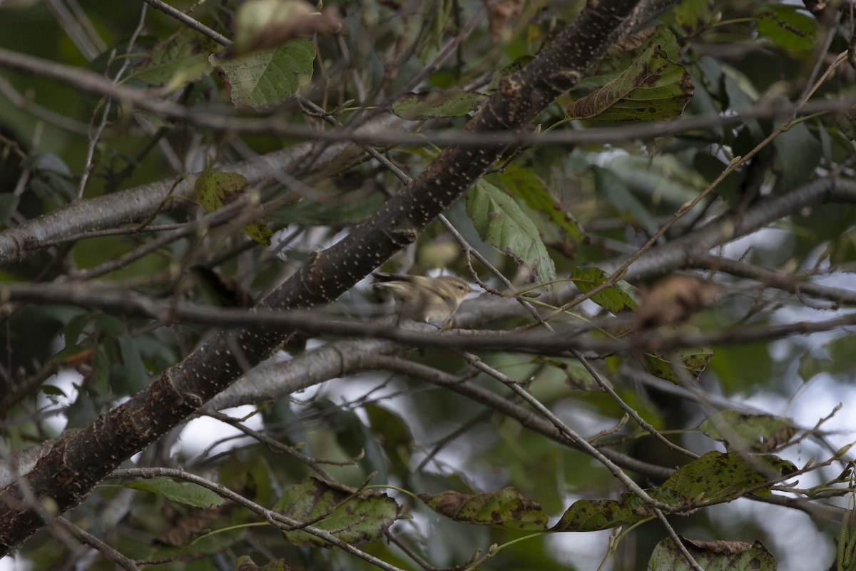 Вівчарик-ковалик - ML646512401