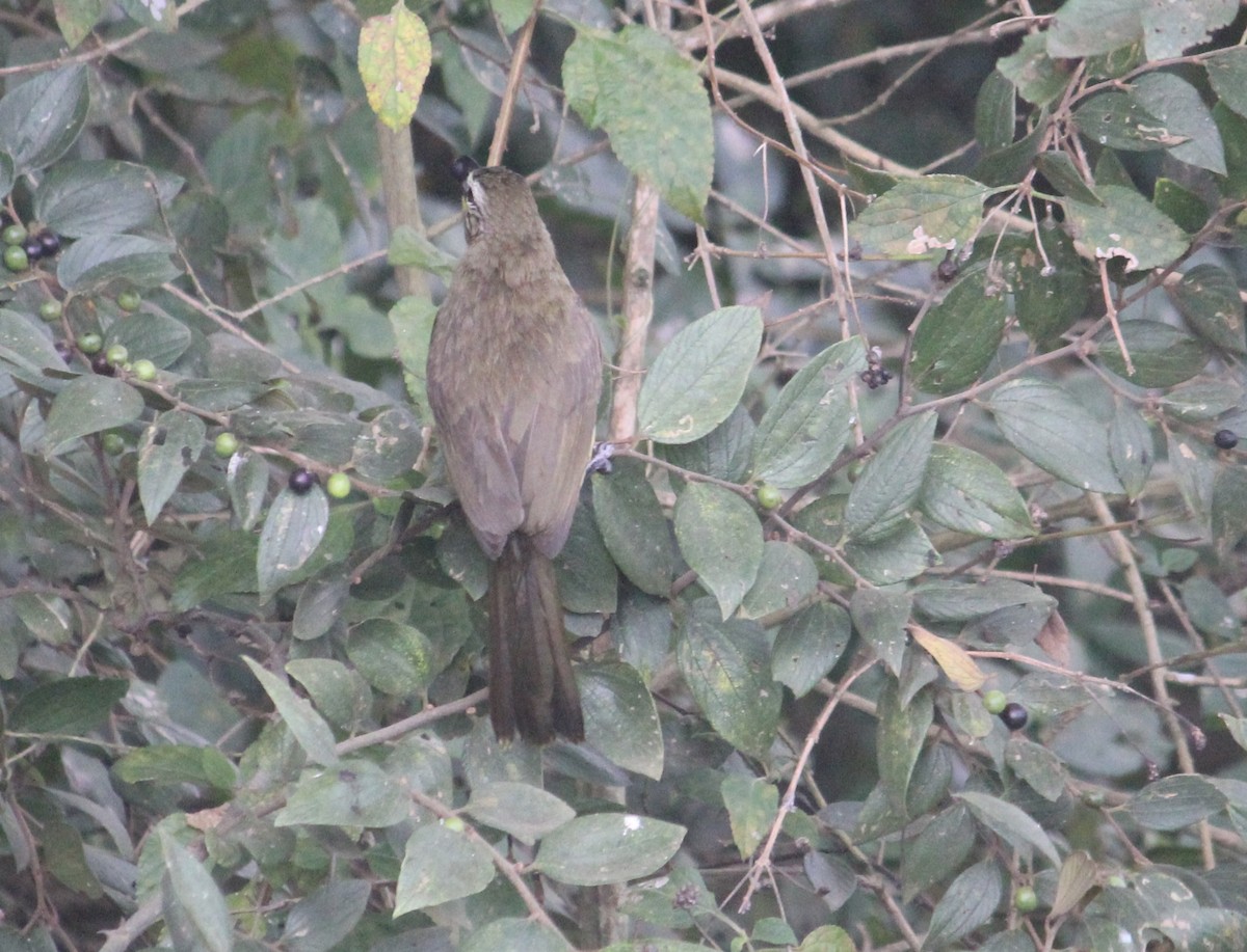 White-browed Bulbul - ML646512406