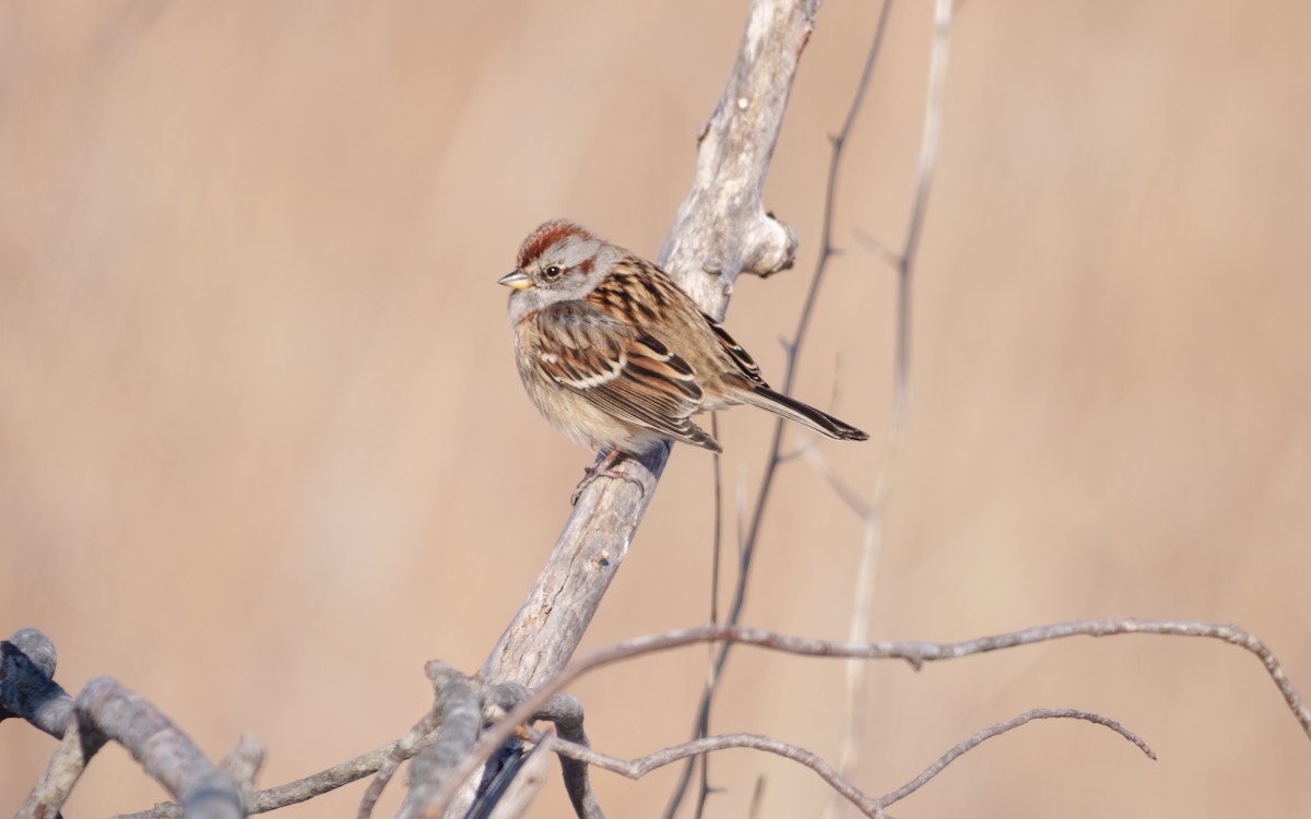 American Tree Sparrow - ML646512408