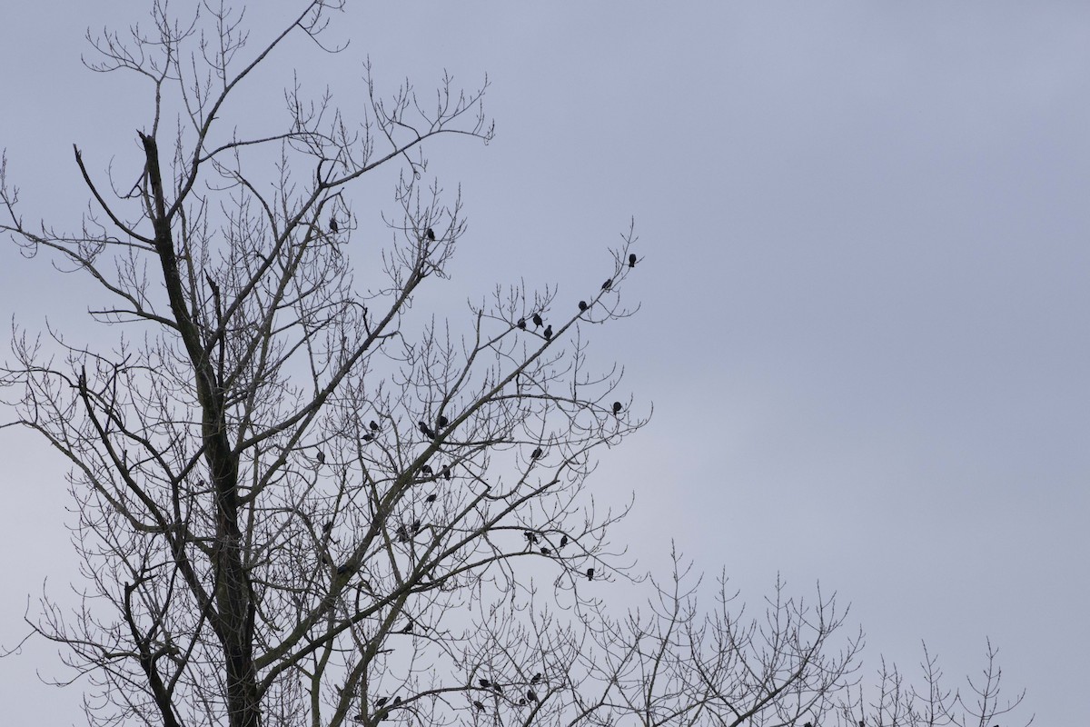 Шпак звичайний - ML646512412