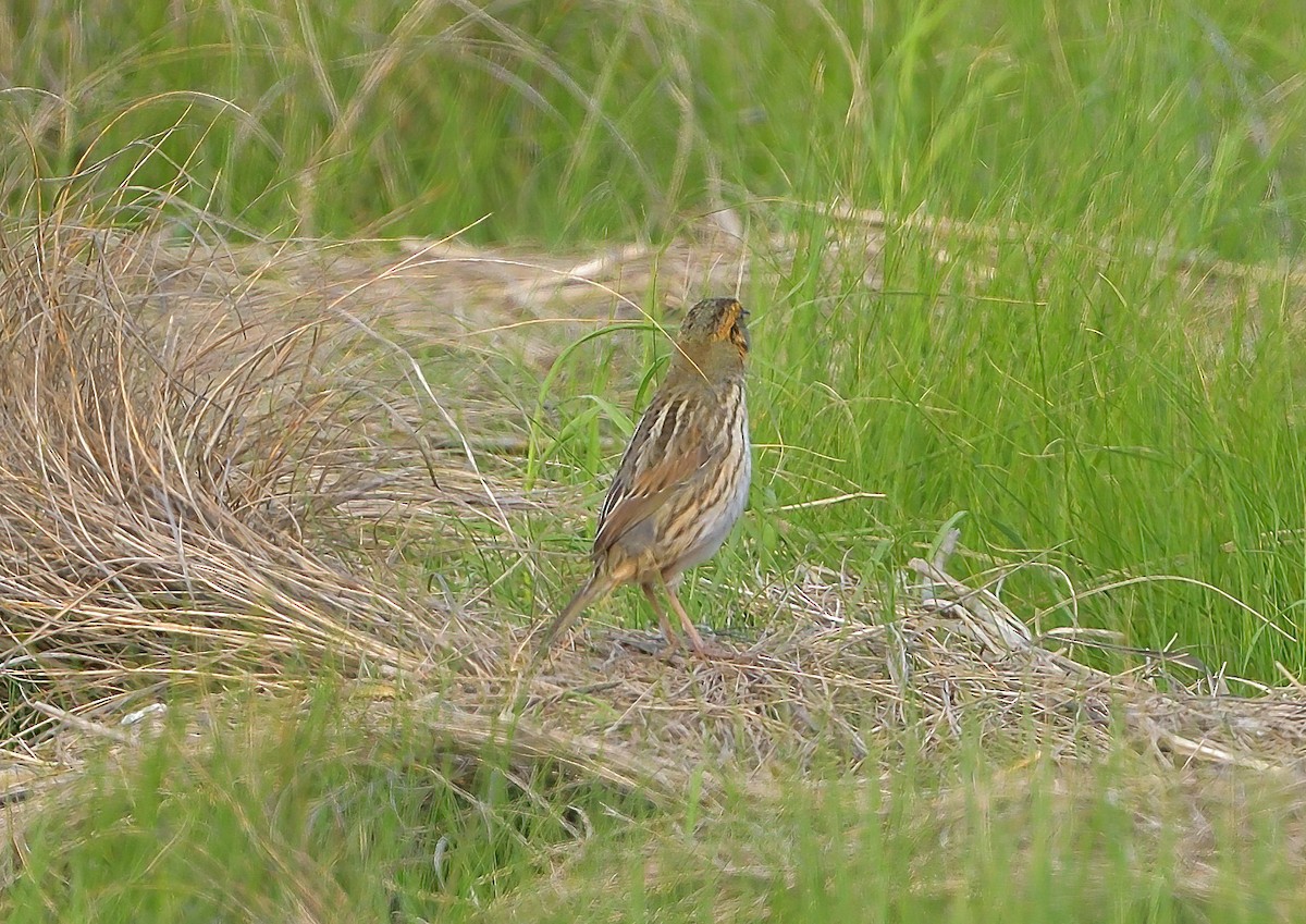 Saltmarsh Sparrow - ML646512414