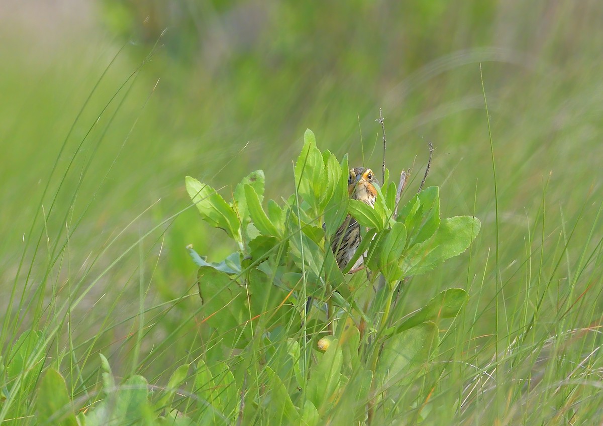Saltmarsh Sparrow - ML646512415