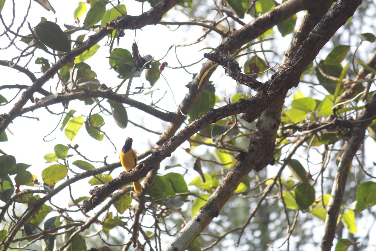 Black-hooded Oriole - ML646512420