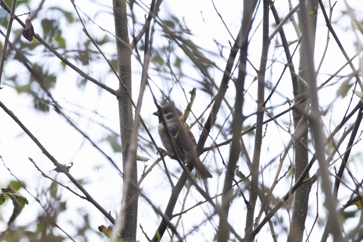 Горобець польовий - ML646512426