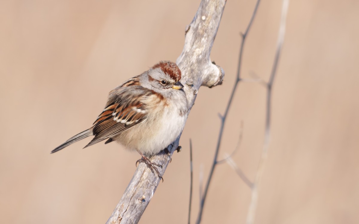 American Tree Sparrow - ML646512427