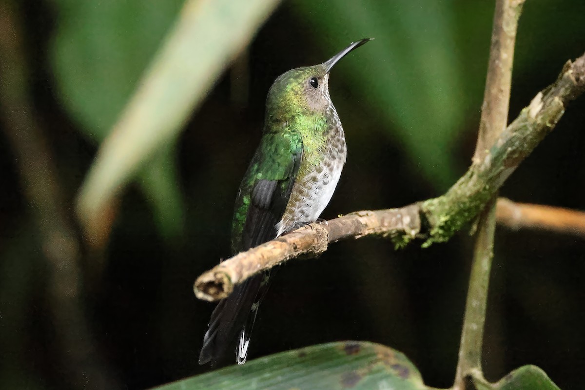 White-necked Jacobin - ML646512429